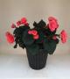 Begonia Solenia Dark Pink