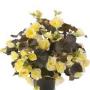 Begonia Solenia Light Yellow