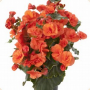 Begonia Solenia Orange