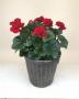 Begonia Solenia Velvet Red