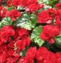 Begonia Solenia Velvet Red