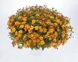  Bidens Blazing Fire Bicolor