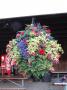 Shade Hanging Basket Blue Moon 2011