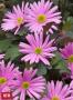 Brachyscome Surdaisy Pink