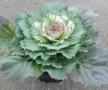 Cabbage Osaka Dynasty White