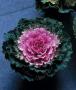Cabbage Songbird Pink