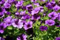 Calibrachoa Cabaret Purple