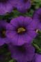 Calibrachoa Cabaret Purple