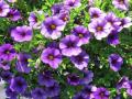 Calibrachoa Cabaret Purple