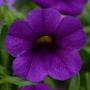 Calibrachoa Conga Dark Blue