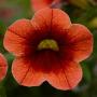 Calibrachoa Conga Orange Kiss