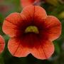 Calibrachoa Conga Orange Kiss