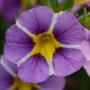 Calibrachoa MiniFamous Uno Violet Star
