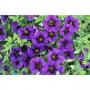 Calibrachoa Aloha Kona Midnight Blue