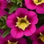 Calibrachoa Bumble Bee Hot Pink