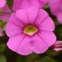 Calibrachoa Cabaret Light Pink