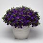 Calibrachoa Cabaret Midnight Blue