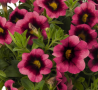 Calibrachoa Hula Hot Pink