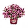 Calibrachoa Hula Soft Pink