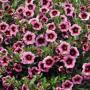 Calibrachoa Hula Soft Pink