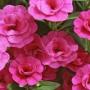 Calibrachoa MiniFamous Double Pink