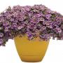 Calibrachoa MiniFamous Uno Violet Star