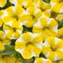 Calibrachoa Superbells Lemon Slice