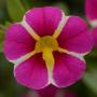 Calibrachoa uno pink star