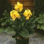 Canna Cannova Yellow