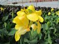 Canna Cannova Yellow