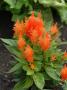 Celosia Kelos Fire Orange