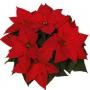 Poinsettia Christmas Beauty Red