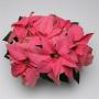  Poinsettia Christmas Season Pink