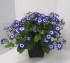 Cineraria Senetti Blue Bicolor