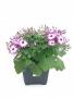 Cineraria Senetti Magenta Bicolor