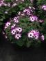 Cineraria Senetti Magenta Bicolor