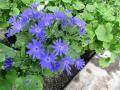 Cineraria Senetti Blue