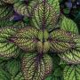 Coleus Fishnet Stockings