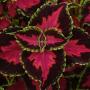 Coleus Heartbreaker