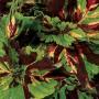 Coleus Kong Mosaic