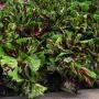 Coleus Kong Mosaic