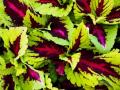 Coleus Kong Rose