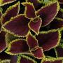 Coleus Kong Scarlet