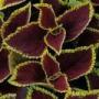 Coleus Kong Red