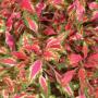 Coleus Pink Explosion 