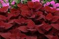 Coleus Ruby Slipper