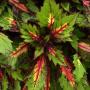 Coleus Special Effects