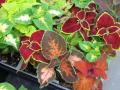 Coleus Wizard Select Mix