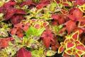 Coleus Wizard Select Mix