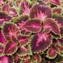 Coleus Main Street Fifth Avenue 